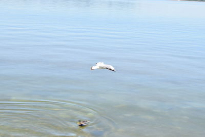 Seagull flying over lake