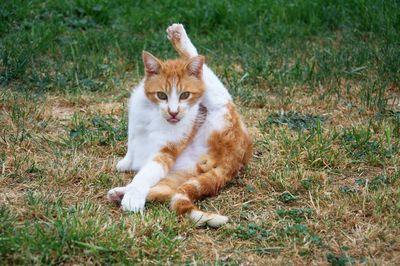 Portrait of cat sitting on field