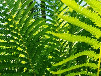 Full frame shot of fresh green leaves