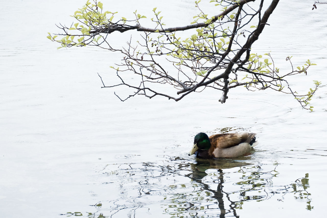 VIEW OF BIRD SWIMMING IN LAKE