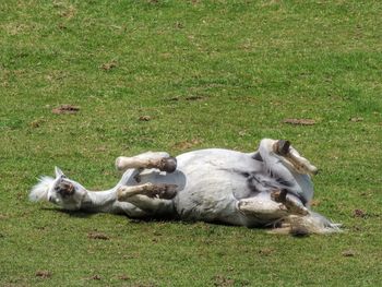 View of a sleeping resting on field