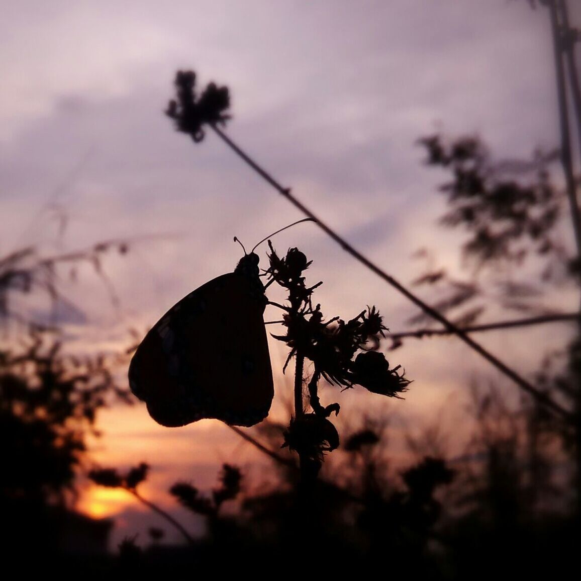 sky, sunset, focus on foreground, silhouette, growth, nature, plant, close-up, stem, beauty in nature, tranquility, fragility, flower, low angle view, cloud - sky, dusk, outdoors, no people, dry, tree