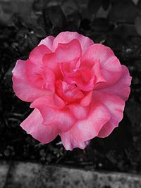 Close-up of pink flower blooming outdoors