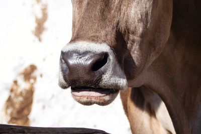 Close-up of a horse