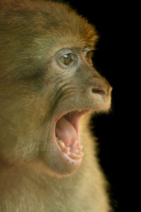 Close-up of a monkey