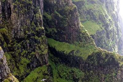 Scenic view of forest