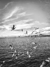 Seagulls flying over sea against sky