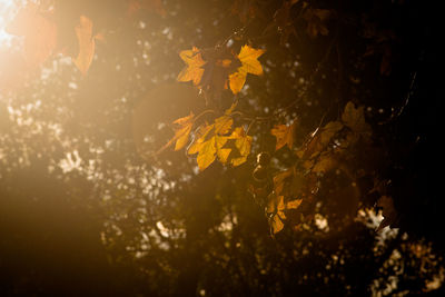 Close-up of yellow maple leaves on tree
