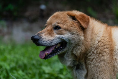 Close-up of dog looking away