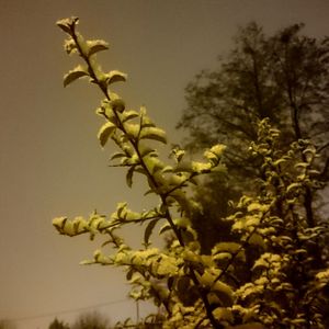 Low angle view of flowering tree