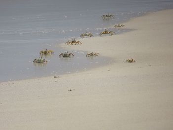Crabs on shore at beach