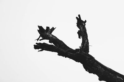 Low angle view of tree against white background