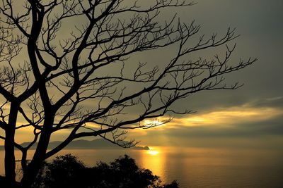 Bare trees against sky at sunset