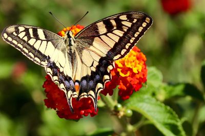 Close-up of butterfly on red flower