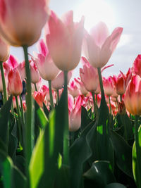 Close-up of pink flowering plants