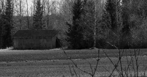 Trees growing in field