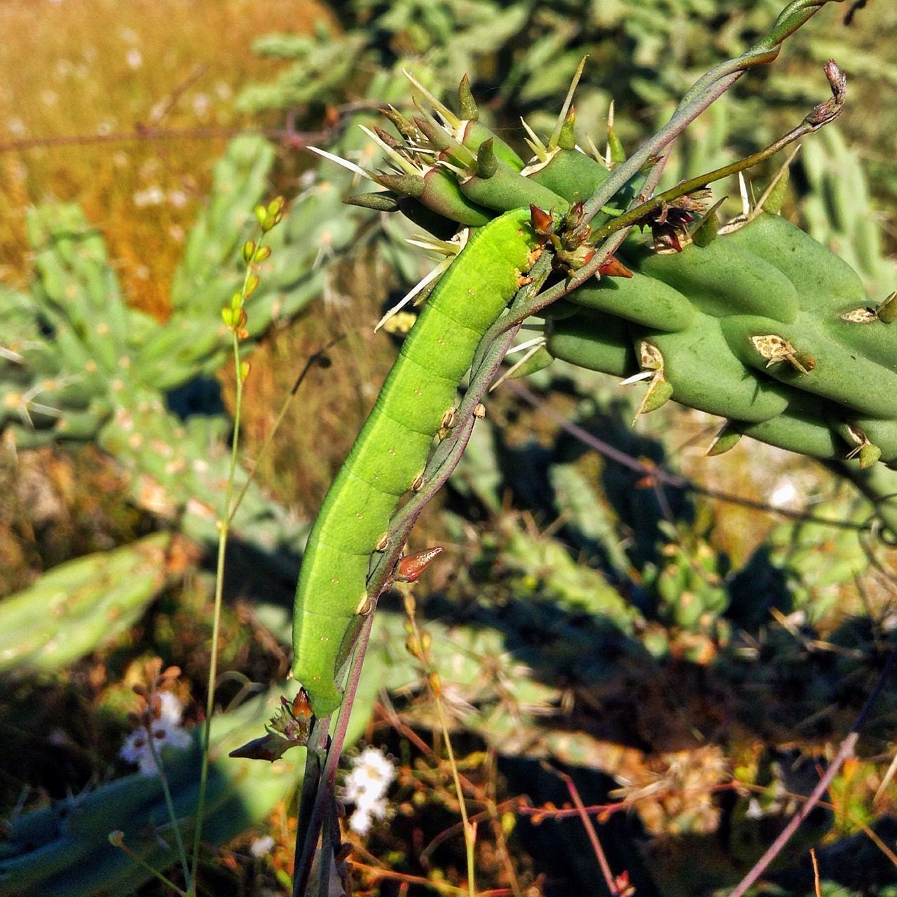 plant, animal themes, animals in the wild, growth, one animal, wildlife, focus on foreground, leaf, nature, green color, close-up, stem, selective focus, insect, day, field, grass, outdoors, twig, beauty in nature