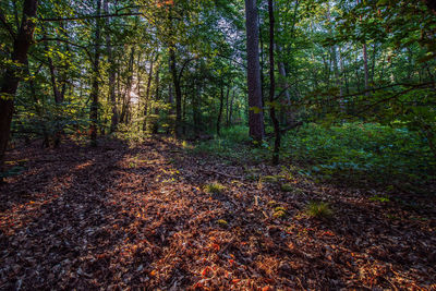 Trees in forest during autumn