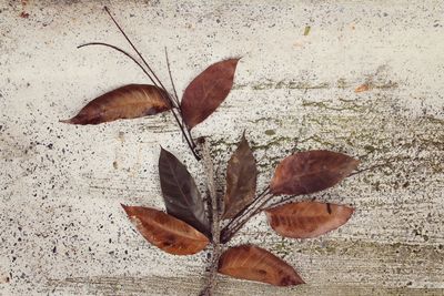 Close-up of dry autumn leaves