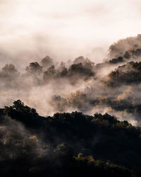 Scenic view of forest against sky