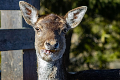 Close-up of deer