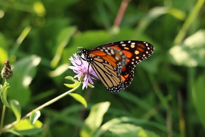 Closeup of a monarch butterfly on a flower