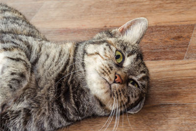 Gray cat lying on the floor, close-up