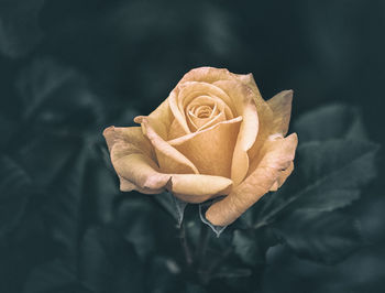 Close-up of rose roses