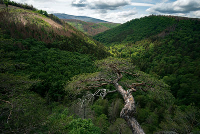 Dead tree on mountain