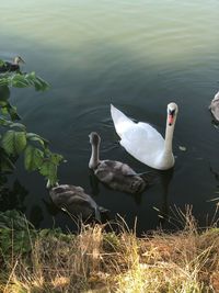 Swans swimming in lake