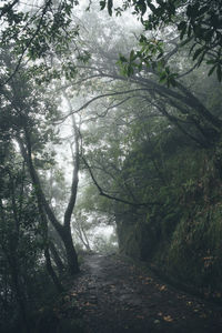 Trees in forest