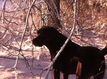 Horse on snow covered tree