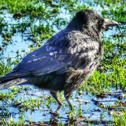 Close-up of bird perching on a lake