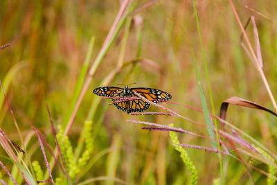 Close-up of butterfly perching on plant