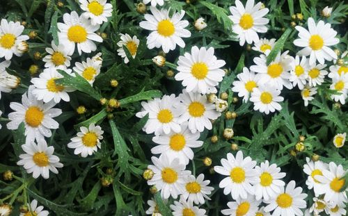 Close-up of white daisy flowers