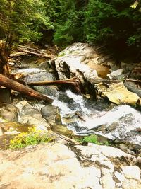 River amidst trees in forest