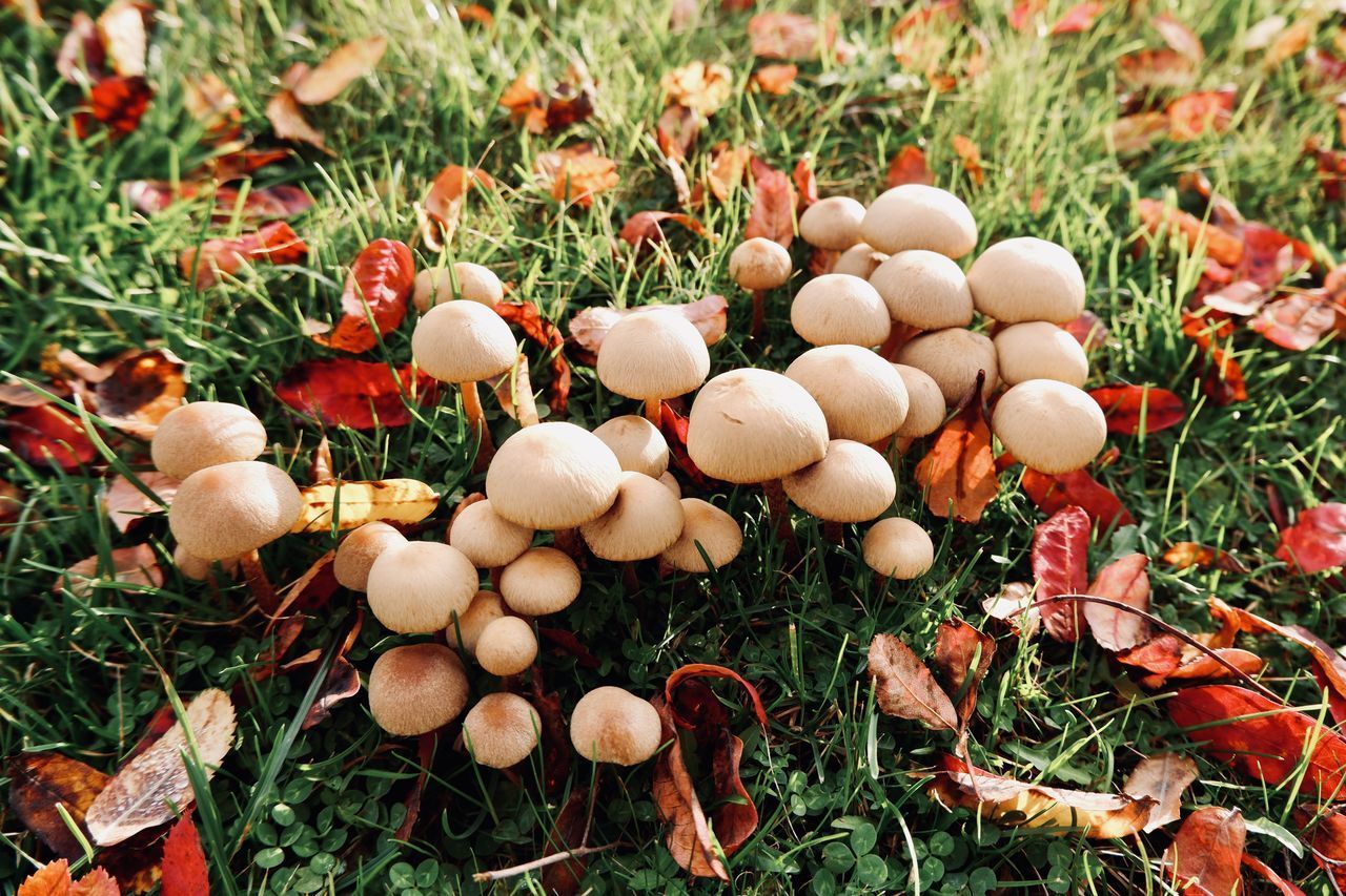 CLOSE-UP OF MUSHROOMS GROWING ON FIELD