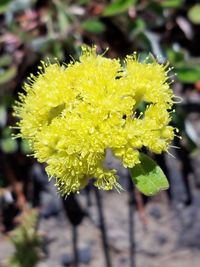 Close-up of yellow flower