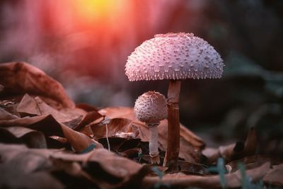 mushroom