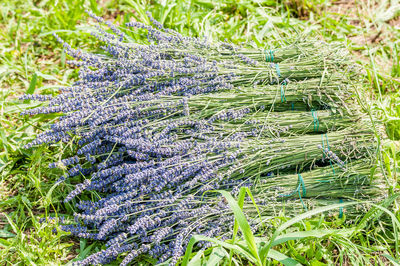 Close-up of grass