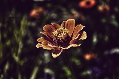 Close-up of wilted flower