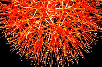 Close-up view of red leaves