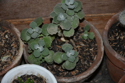 High angle view of succulent plants in pot