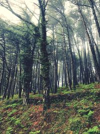 Trees in forest