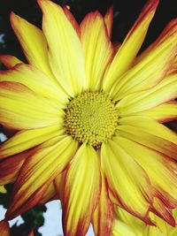 Close-up of daisy flower