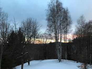 Trees on snow covered landscape during sunset