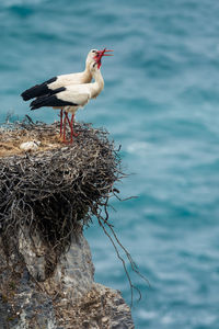 Bird perching on nest