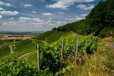 Scenic view of vineyard against sky