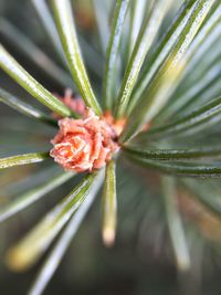 Close-up of water drops on leaf