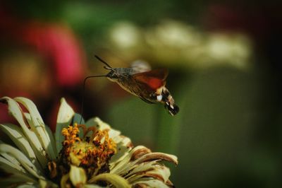 Close-up of insect